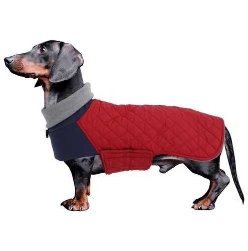 Geyecete dachshund - geyecete,