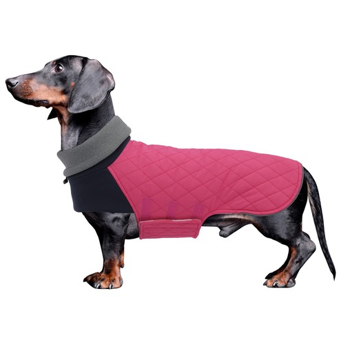 Geyecete dachshund - geyecete,