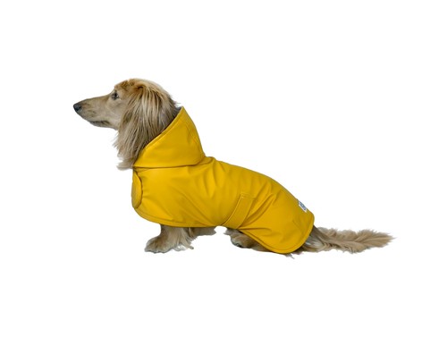 Hudson hound dachshund - hound,
