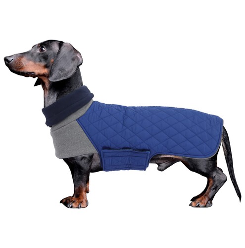 Geyecete dachshund winter - dachshund,