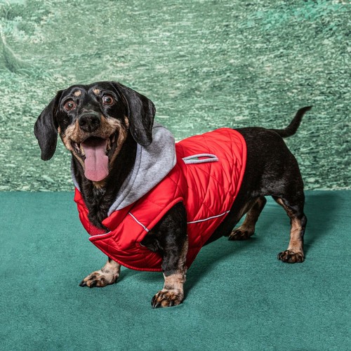 Dog coat with - coat,