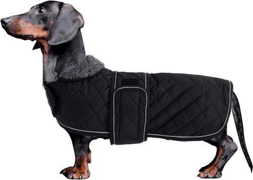 Dachshund coat dog coats - dog,