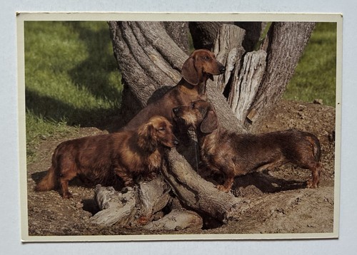 Dachshund dogs three - three, coat