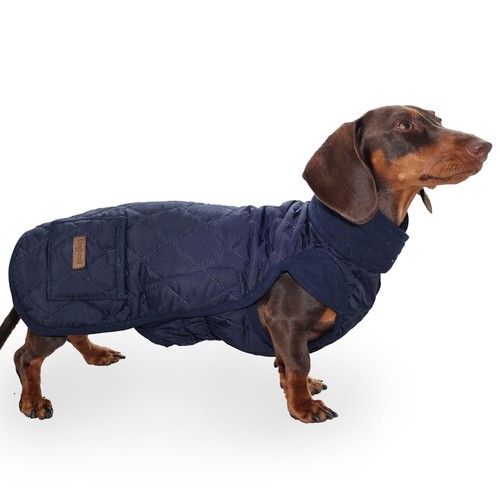 Dachshund dog coat winter - dog,