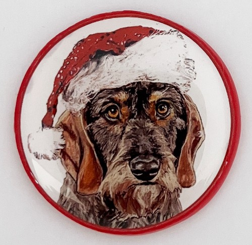 Dachshund wire coat - coat, dog