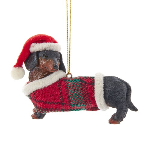 Dachshund black and - and, tan