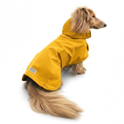 Hudson hound dachshund - hudson,