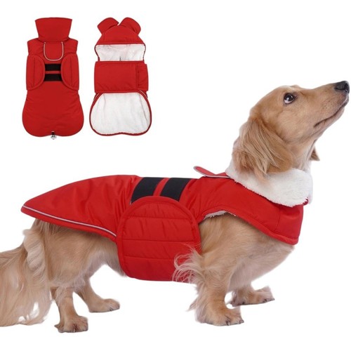 Lele pet dachshund - lele, winter