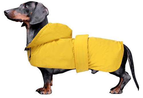 Dachshund raincoat clothes - dachshund,