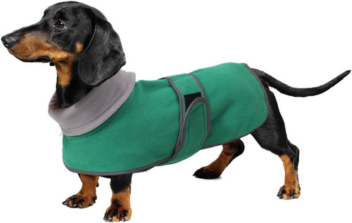 Dachshund dog winter coat - dachshund,
