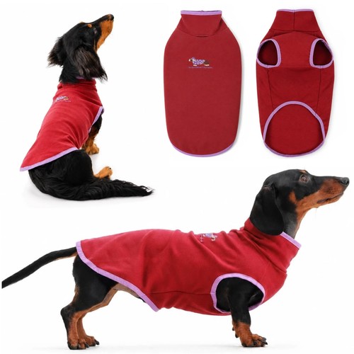Fall miniature dachshund - fall,