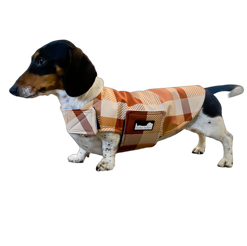 Dachshund coat dapper - -,