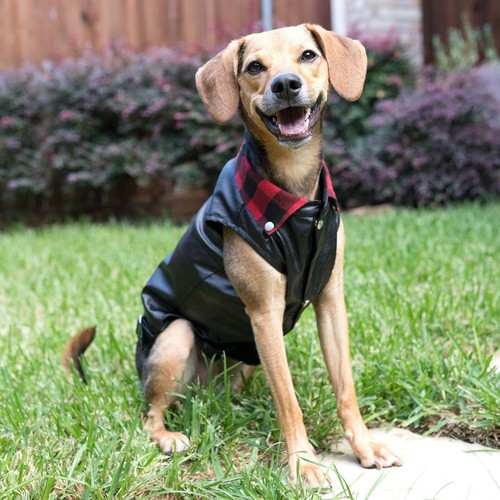 Dog leather jacket - leather,