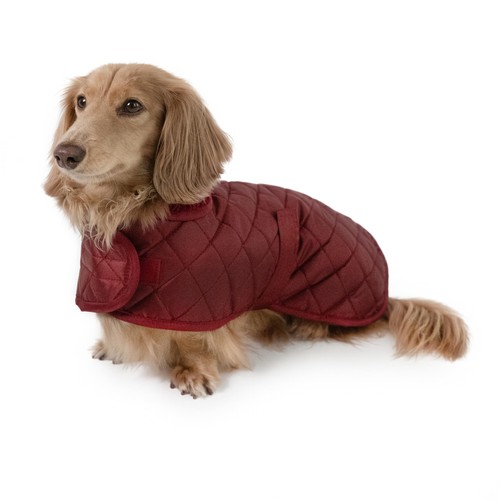 Hudson hound dachshund winter - hudson,