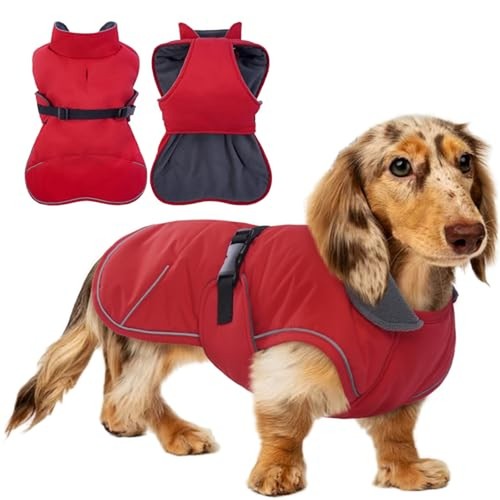 Tiny dachshund coat with - dachshund,