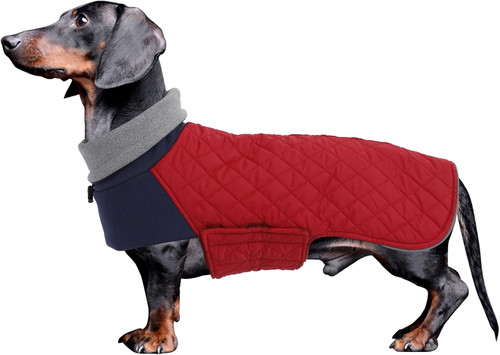 Dachshund coat - dachshund, coat,dachshund