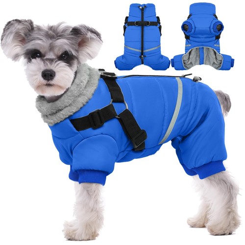 Brkurleg blue dog - blue, winter