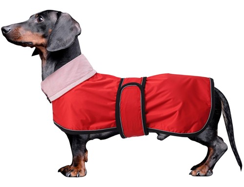 Dachshund raincoat weiner dog - dachshund,