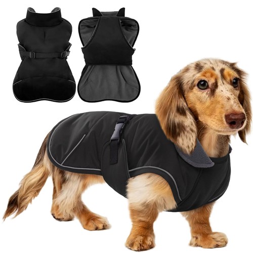 Dachshund coat with - with, warm
