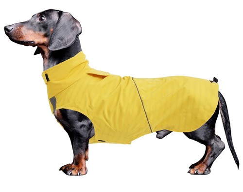 Dachshund raincoat weiner dog - raincoat,