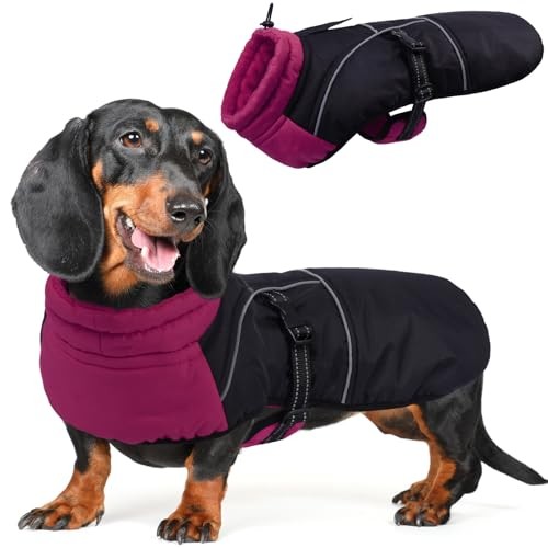 Dachshund coat fleece lined - dachshund,