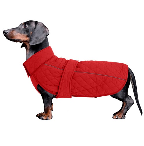 Dachshund winter coat - winter, perfect