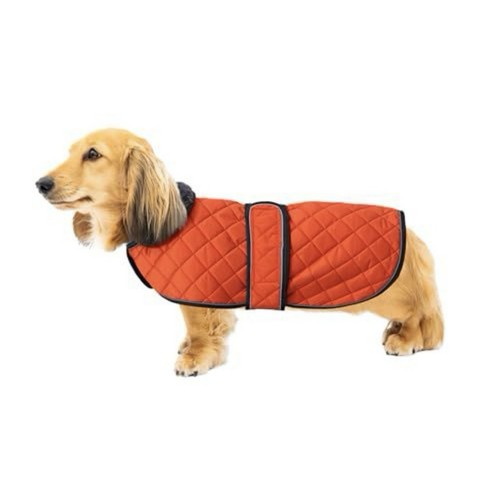 Guycete dachshund orange warm - dachshund,